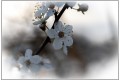 v'la le printemps
